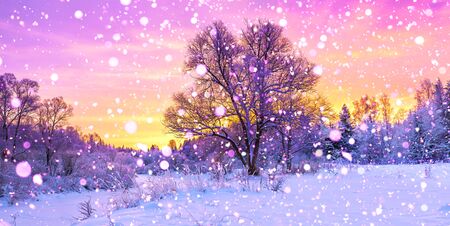 winter panorama landscape with forest, trees covered snow and sunrise. winterly morning of a new day. purple winter landscape with sunset, panoramic viewの写真素材