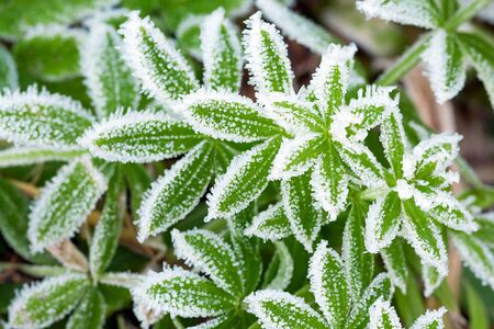 green grass on meadow is covered with snow. frost in autumn garden, frost on grassの写真素材