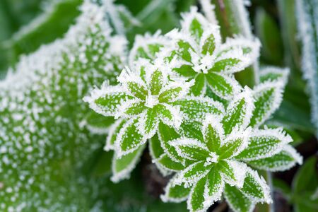 green grass on meadow is covered with snow top view. frost in autumn garden, frost on grassの写真素材