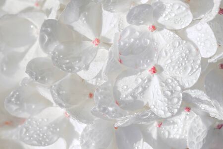 white hydrangea flowers close up macro