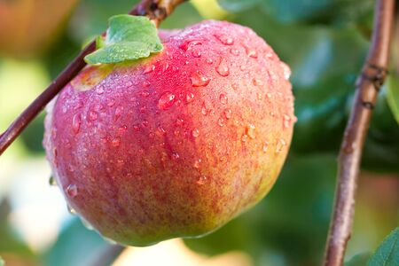 crop of red ripe apple on an apple-tree in garden. harvesting fruits apples in orchard.の写真素材