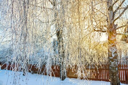 beautiful rural winter landscape with trees covered with snow. sun shines through treesの写真素材