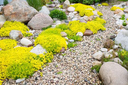 rockery rock garden. gardening background. gardener backyard design element. flowers sedum flowering springの写真素材