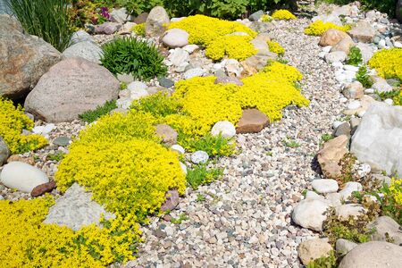 rockery rock garden. gardening background. gardener backyard design element. flowers sedum flowering springの写真素材