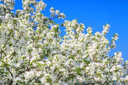 background of spring flowering tree. white flowers blossom in spring in orchard garden on an apple treeの写真素材