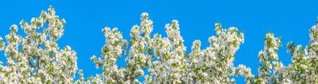 panorama of spring flowering tree. white flowers blossom in spring in orchard garden on an apple tree panoramic viewの写真素材