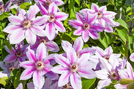flowering purple flowers on a flower bed in garden. blooming clematis flowers in park の写真素材
