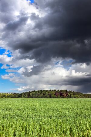 rural landscape view from field. agricultural field with wheat. dark sky with storm clouds and rain. view moody skyの写真素材