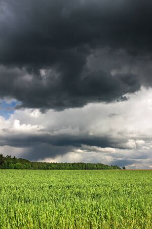 rural landscape view from field. agricultural field with wheat. dark sky with storm clouds and rain. view moody skyの写真素材