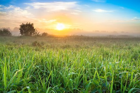 beautiful spring landscape with sunrise and meadow. panoramic view of summer field and sunsetの写真素材