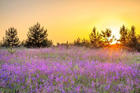beautiful amazing spring landscape with  flowering purple flowers in meadow and sunrise. wildflowers blooming on summer field. wild scenery with blurred foreground の写真素材