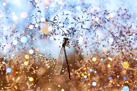 dragonfly sits on a fairy tale spring meadow の写真素材