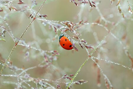 spring meadow with ladybug close up macro. wild life insect ladybird on grass の写真素材