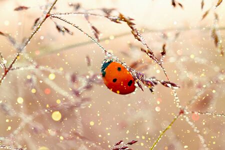 fairy tale spring meadow with ladybug close up macro. wild life insect ladybird on grass の写真素材