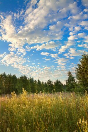 amazing summer rural landscape with sunrise and forest . scenery spring scene view の写真素材