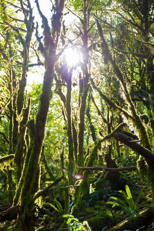 beautiful landscape with forest jungle trees. wonderland fairy tale scenery. sun shines through trees covered mossの写真素材