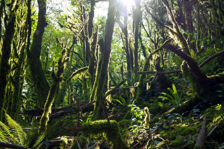 beautiful landscape with forest jungle trees. wonderland fairy tale scenery. sun shines through trees covered mossの写真素材