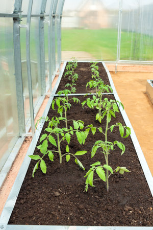 small plastic greenhouse in backyard in garden. planting seedlings in a polycarbonate hothouse on beds in kitchen gardenの写真素材