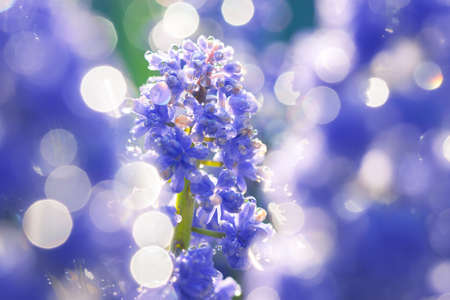 spring blue muscari flowers blooming in flower bed. blurred background of wildflowers macro closeupの写真素材