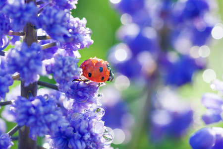 wildlife insect ladybug crawls through spring flowers in meadow. blurry background of blue flowers with dew drops and ladybird in garden on flowerbedの写真素材