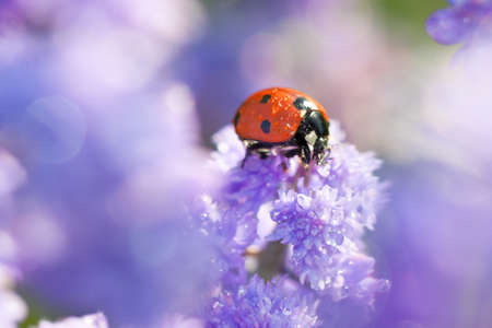 close up macro wildlife insect ladybug is sitting through spring flowers in meadow. blurry background of purple flowers with dew drops and ladybird in garden on flowerbedの写真素材