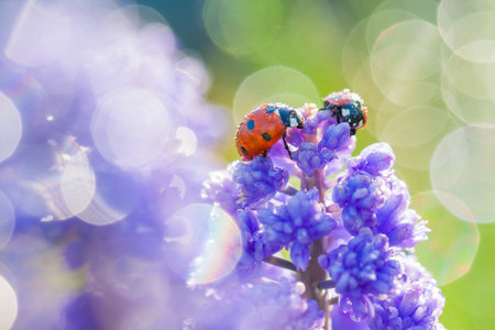 wildlife insect ladybug is sitting through spring flowers in meadow. blurry background of blue flowers with dew drops and ladybird in garden on flowerbedの写真素材
