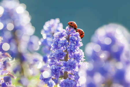 wildlife insect ladybug is sitting through spring flowers in meadow. blurry background of blue flowers with dew drops and ladybird in garden on flowerbedの写真素材