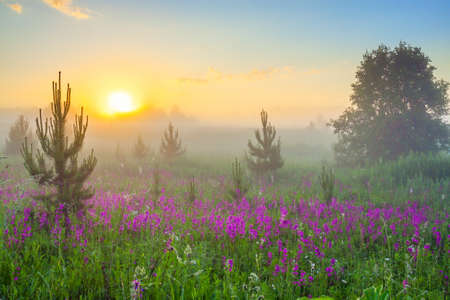 beautiful spring landscape with blooming flowers in meadow, fog and sunriseの写真素材