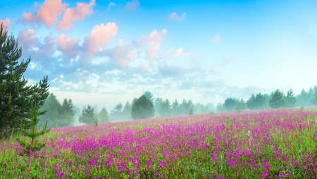 beautiful spring landscape with flowering pink flowers on meadow and forest at sunrise. amazing scenery with blossoming purple wildflowers and blue skyの写真素材