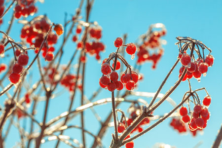 Red viburnum berries winter are covered with frost. Frosty winter day and a viburnum bush covered with snow.の写真素材