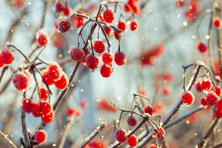Red viburnum berries winter are covered with frost. Frosty winter day and a viburnum bush covered with snow.の写真素材
