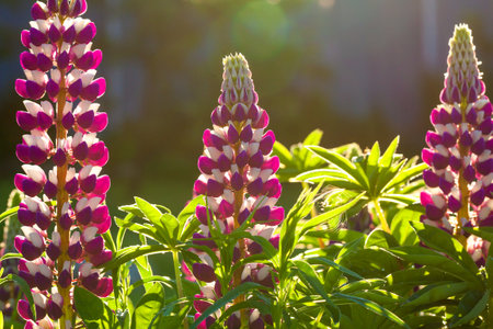 Beautiful spring flowers flowering in the meadow. Wild flowers lupine bloom in the meadow at sunriseの写真素材