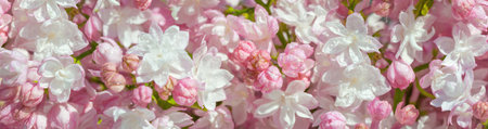 Background of lilac flowers close-up panoramic view. Panorama of spring white and pink flowers macro.の写真素材