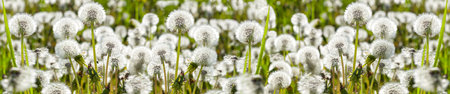Beautiful spring landscape panorama with white blooming dandelions. Spring meadow with dandelions close up panoramic view.の写真素材