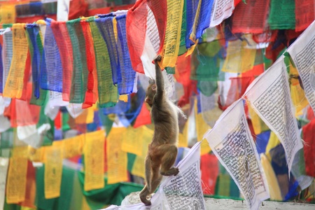 Monkey catching buddhist prayer flagsのeditorial素材
