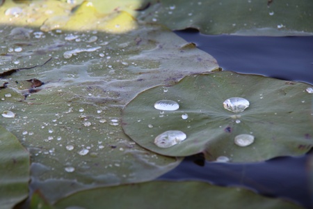 Water drops captured on lilliesの写真素材