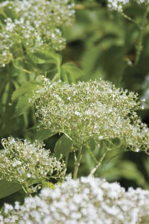 Close-up of white flowerの写真素材