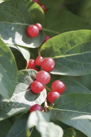 Red berry on green leavesの写真素材