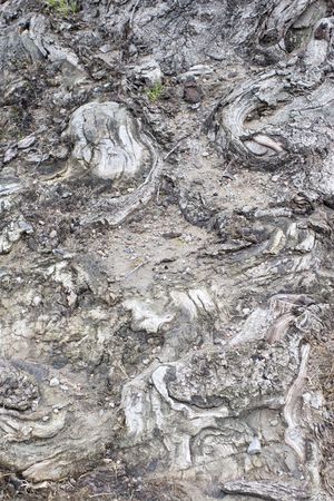 Close-up of tree bark textureの写真素材