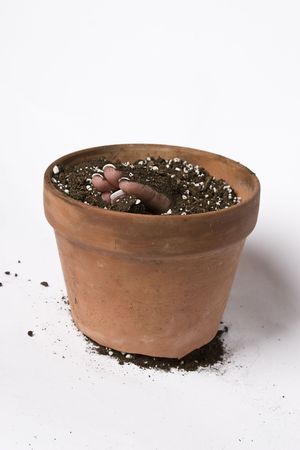 women finger coming out of a pot of earthの写真素材