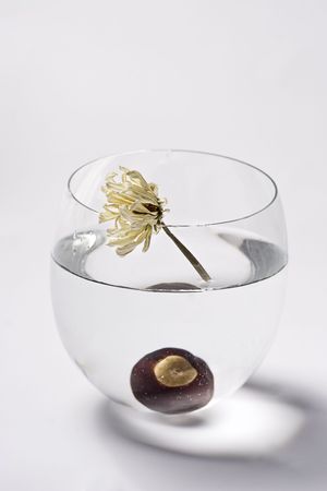 white dry flower in glass bowl fill with water containing on chestnutの写真素材