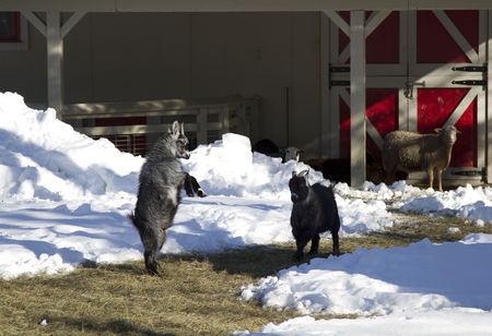 two goat figthing with sheep looking in a snow covered farmの写真素材