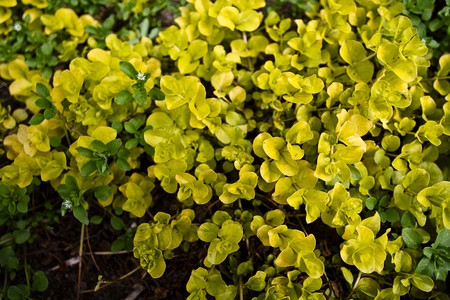Top view a of growing plant in the yellow and green toneの写真素材