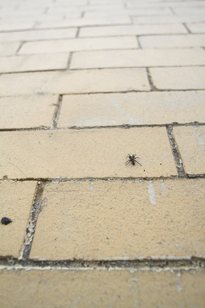 small spider climbing a yellow brick wallの写真素材