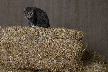 barn cat sitting on top of bales of straw ready to pounceの写真素材