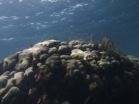 Huge coral hill with fish living on topの写真素材