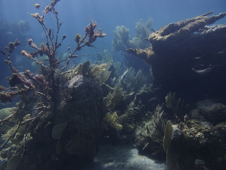 Large view of a coral reefの写真素材