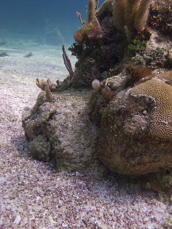 Close up of a coral on a rock formationの写真素材