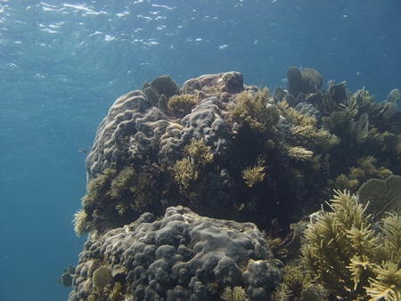 Under water coral reef reaching the surfaceの写真素材