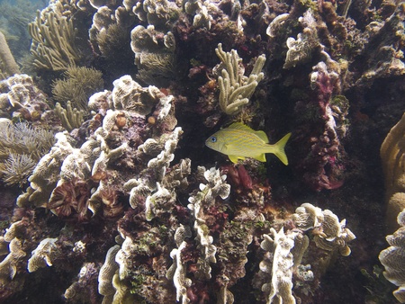 French grunt swiming in a coral reefの写真素材